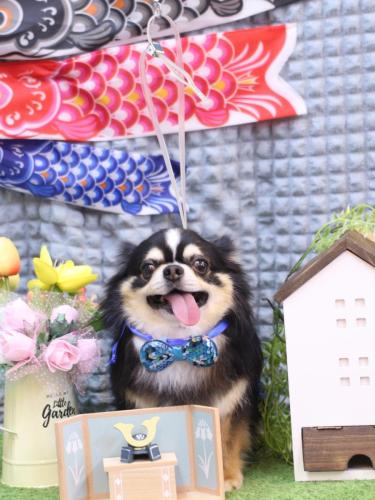 20230518ごまくん